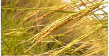 برنامه تغذیه برنج